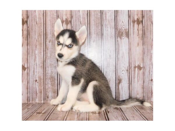 Siberian Husky-DOG-Female-Black / White-20283-Petland Batavia, Illinois