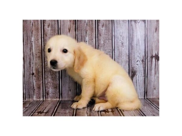 Golden Retriever-DOG-Male-Light Golden-12148-Petland Batavia, Illinois