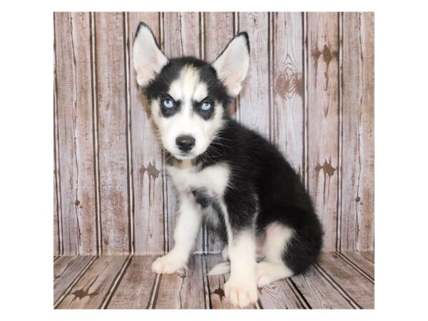 Siberian Husky DOG Male Black / White 12144 Petland Batavia, Illinois