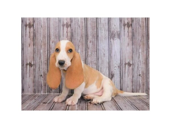 Basset Hound-DOG-Female-Lemon / White-20256-Petland Batavia, Illinois