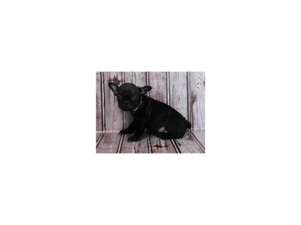 Frenchton DOG Female Black 20042 Petland Batavia, Illinois