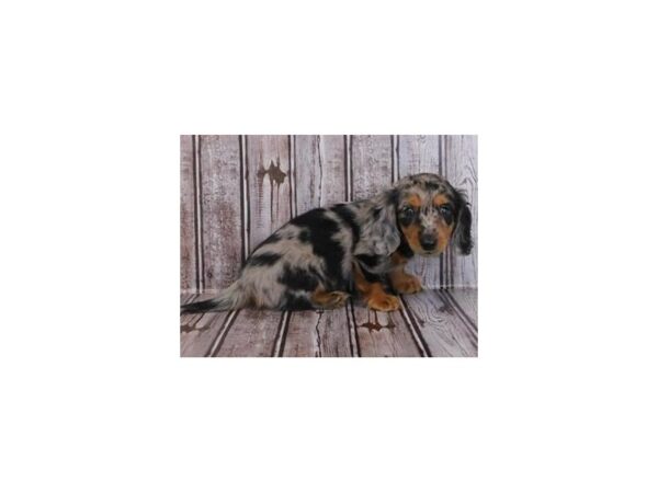 Dachshund-DOG-Female-Black / Tan Dapple, Long Coat-20039-Petland Batavia, Illinois