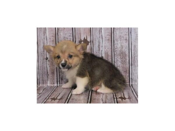 Pembroke Welsh Corgi DOG Female Sable / White 20040 Petland Batavia, Illinois
