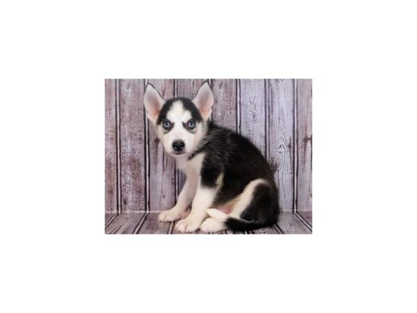 Siberian Husky DOG Male Black / White 20262 Petland Batavia, Illinois