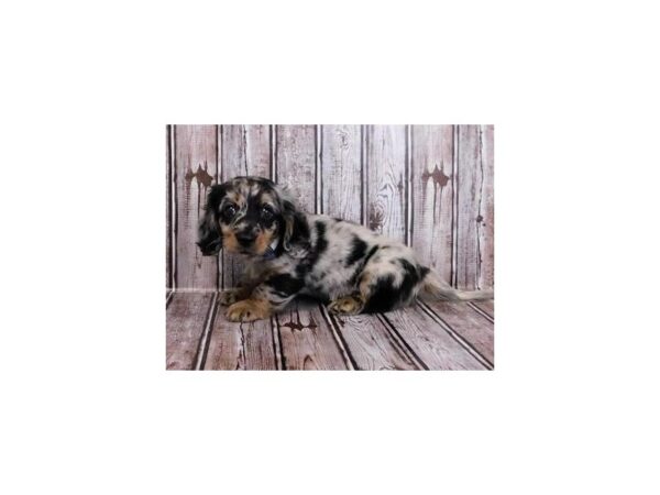 Dachshund DOG Male Black / Tan Silver Dapple, Long Coat 20260 Petland Batavia, Illinois