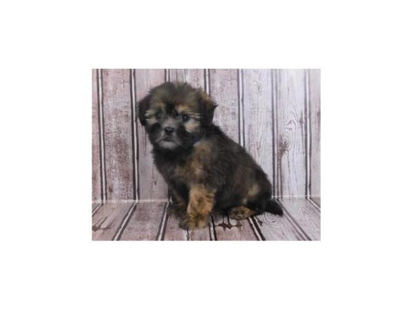 Shih Poo DOG Male Gold Sable 20264 Petland Batavia, Illinois