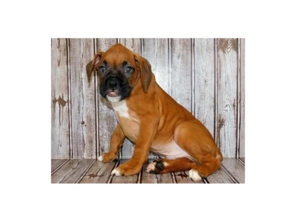 Boxer DOG Male Fawn 20257 Petland Batavia, Illinois