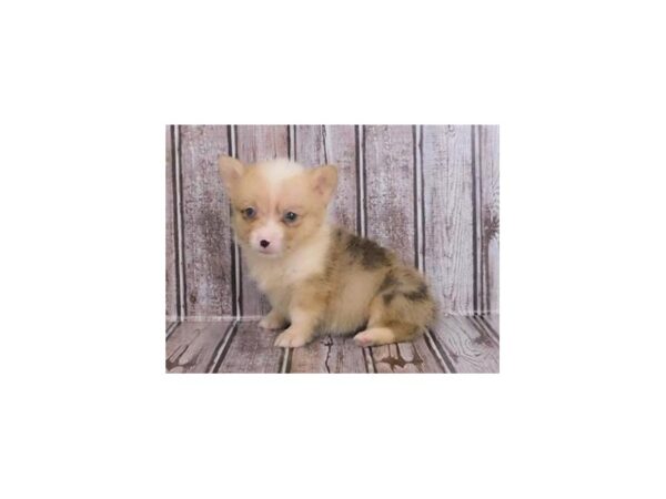 Pembroke Welsh Corgi DOG Female Red Merle / White 20261 Petland Batavia, Illinois