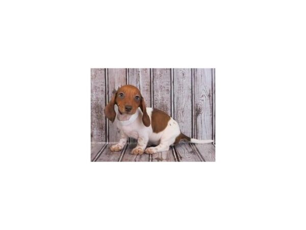 Dachshund DOG Female Red / White 20259 Petland Batavia, Illinois