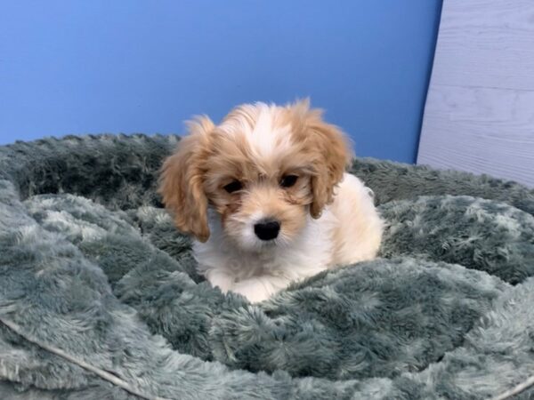 Cavachon DOG Male Blenheim and White 20037 Petland Batavia, Illinois