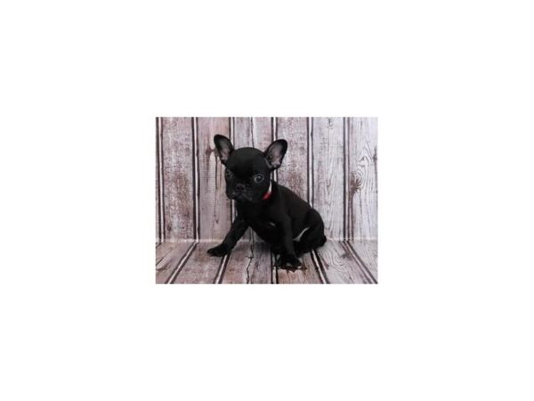 Frenchton DOG Female Black Brindle 20282 Petland Batavia, Illinois