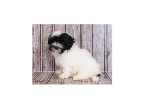 Havachon DOG Male Black / White 12149 Petland Batavia, Illinois