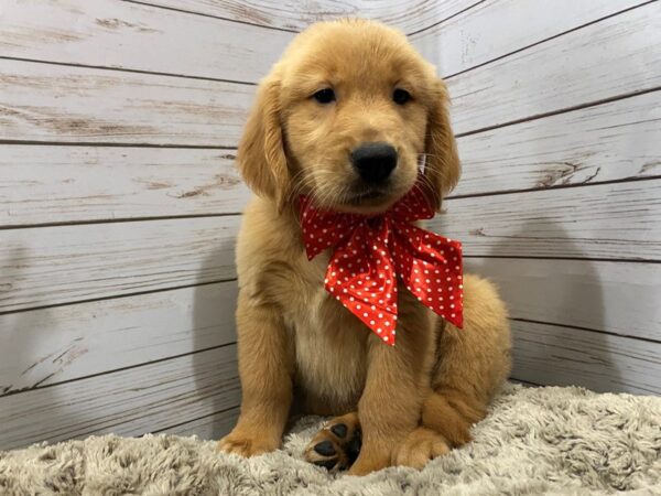 Golden Retriever-DOG-Male-Golden-12156-Petland Batavia, Illinois