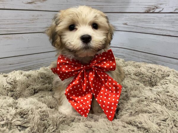 Havanese DOG Male Sable 12162 Petland Batavia, Illinois