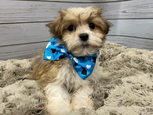 Havanese DOG Male Sable 12161 Petland Batavia, Illinois