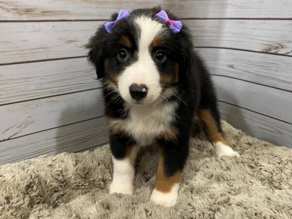 Miniature Australian Shepherd DOG Female Black and White, Tan Markings 12160 Petland Batavia, Illinois