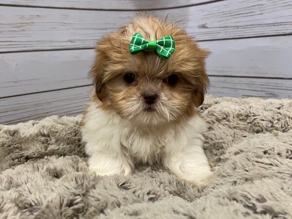 Hava Tzu DOG Female Apricot and White 12159 Petland Batavia, Illinois
