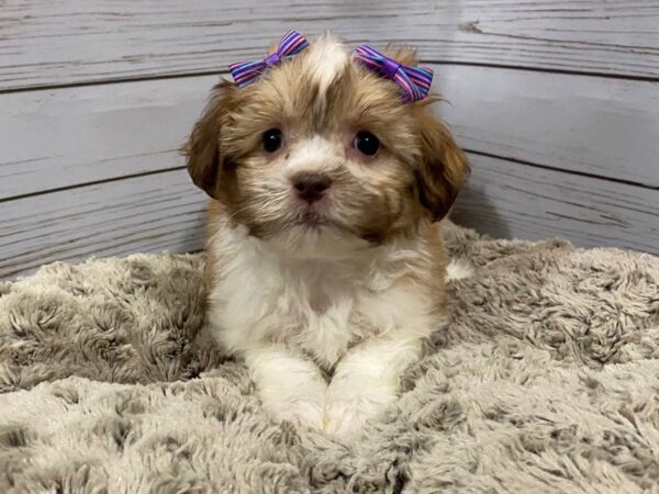 Hava Tzu DOG Female Apricot and White 12158 Petland Batavia, Illinois