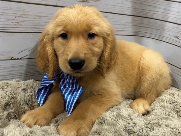 Golden Retriever DOG Male Golden 12157 Petland Batavia, Illinois