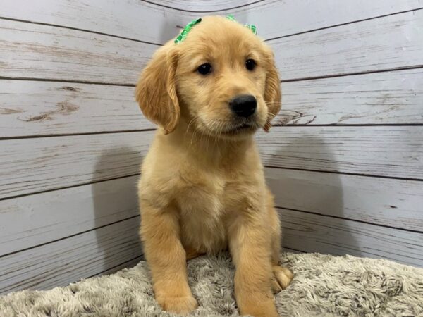 Golden Retriever DOG Female Golden 12155 Petland Batavia, Illinois