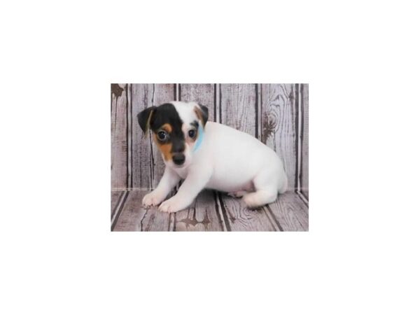 Jack Russell Terrier DOG Female White Black / Tan 12147 Petland Batavia, Illinois