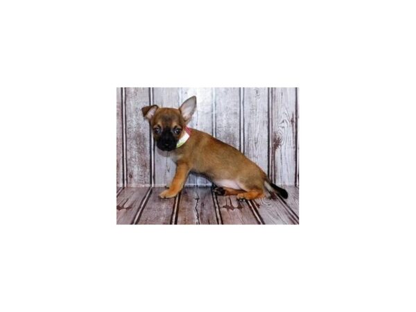 Chihuahua-DOG-Male-Fawn Sable-12139-Petland Batavia, Illinois