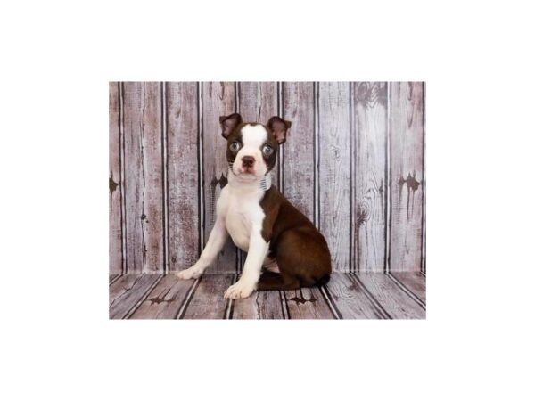 Boston Terrier DOG Female Seal / White 12137 Petland Batavia, Illinois