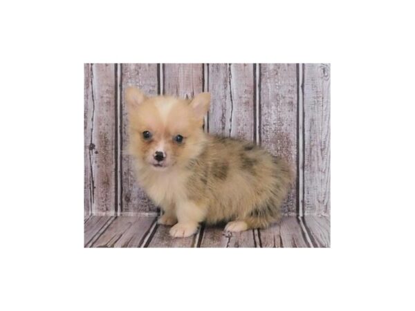 Pembroke Welsh Corgi DOG Male Red Merle / White 12142 Petland Batavia, Illinois