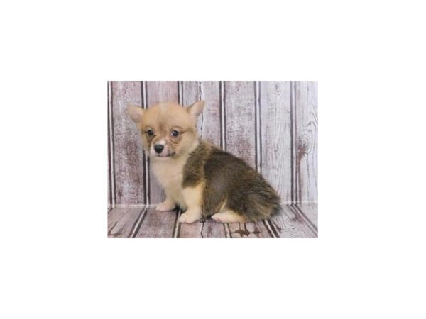 Pembroke Welsh Corgi DOG Female Sable / White 12141 Petland Batavia, Illinois