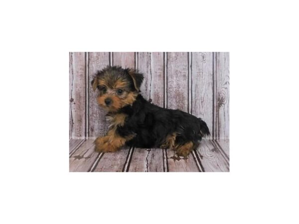 Yorkshire Terrier DOG Female Black / Tan 12145 Petland Batavia, Illinois