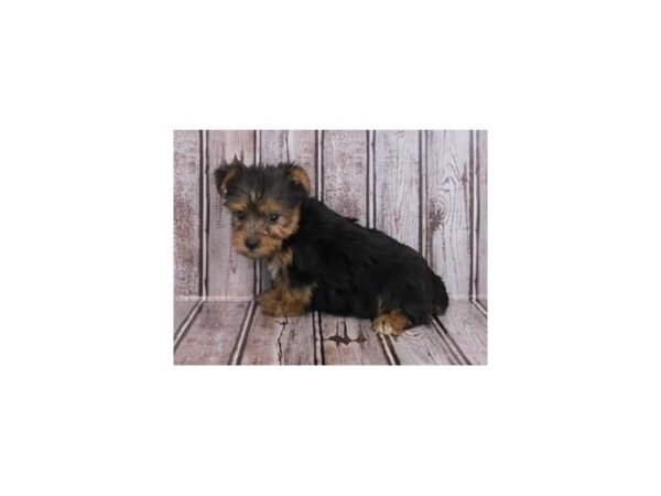 Yorkshire Terrier DOG Male Black / Tan 12146 Petland Batavia, Illinois
