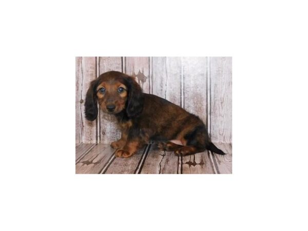 Dachshund DOG Female Red Sable 12140 Petland Batavia, Illinois