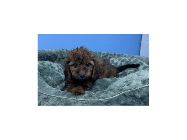 Doxie-Poo-DOG-Male--20036-Petland Batavia, Illinois