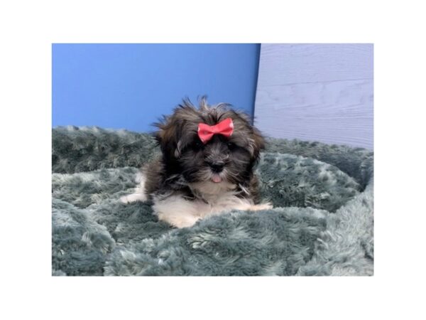 Havanese DOG Female Sable 20046 Petland Batavia, Illinois