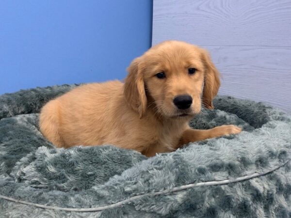 Golden Retriever DOG Male Golden 20043 Petland Batavia, Illinois