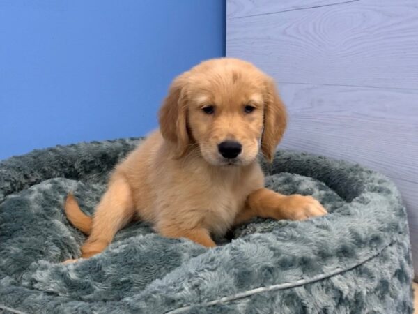 Golden Retriever DOG Male Golden 20044 Petland Batavia, Illinois