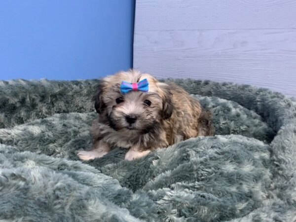 Havanese DOG Female Cream Sable 20045 Petland Batavia, Illinois
