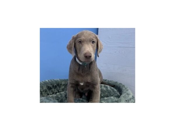 Labrador Retriever DOG Male Silver 20035 Petland Batavia, Illinois