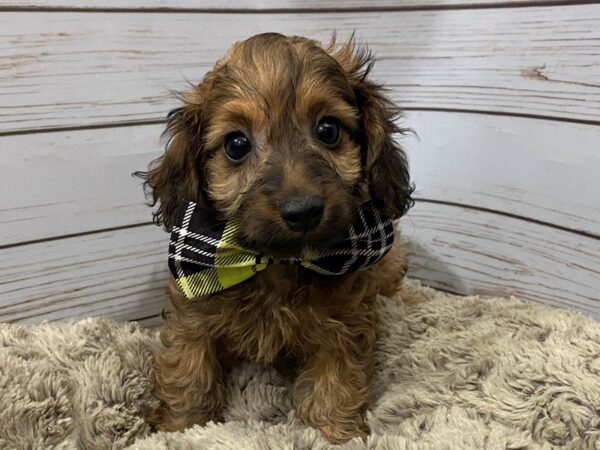 Doxie-Poo DOG Male Brindle 12133 Petland Batavia, Illinois