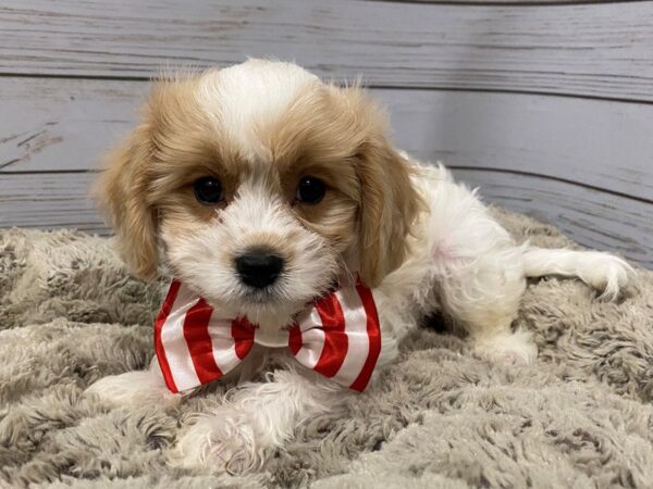 Cavachon DOG Male Blenheim and White 12131 Petland Batavia, Illinois