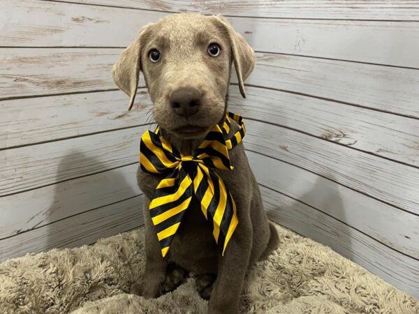 Labrador Retriever-DOG-Male-Silver-12136-Petland Batavia, Illinois
