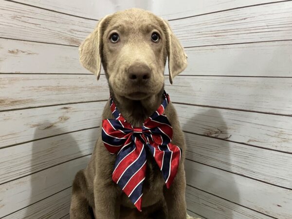 Labrador Retriever DOG Male Silver 12135 Petland Batavia, Illinois