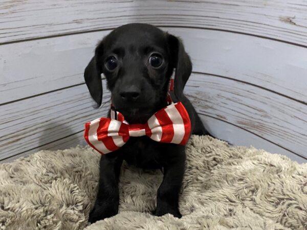 Doxie-Poo-DOG-Male-Black-12134-Petland Batavia, Illinois