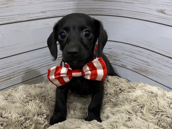 Doxie-Poo-DOG-Male-Black-12134-Petland Batavia, Illinois