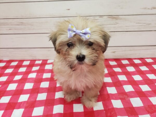 Havanese-DOG-Female-Sable-20281-Petland Batavia, Illinois