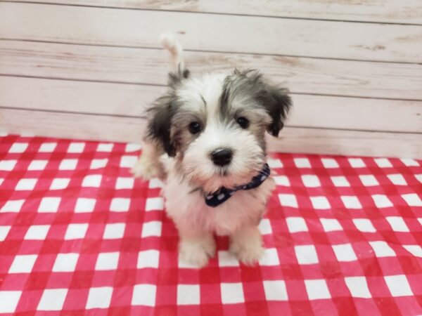 Havanese DOG Male Sable 20280 Petland Batavia, Illinois