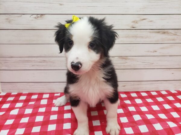 Miniature Australian Shepherd DOG Female Black and White, Tan Markings 20279 Petland Batavia, Illinois