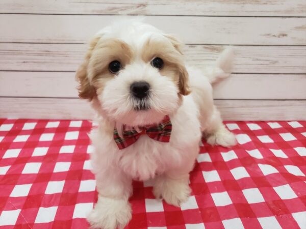 Hava Tzu-DOG-Male-Apricot and White-20278-Petland Batavia, Illinois