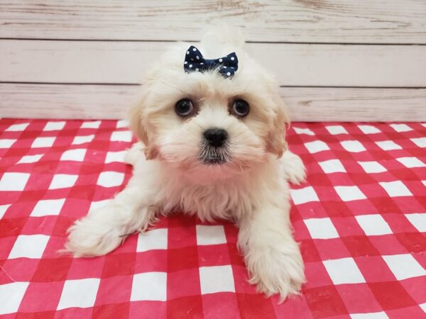 Hava Tzu DOG Female Apricot and White 20277 Petland Batavia, Illinois