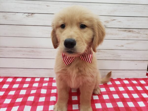 Golden Retriever DOG Male Golden 20276 Petland Batavia, Illinois